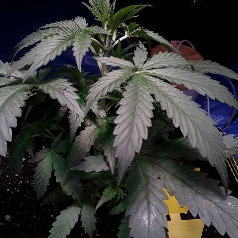 Gorilla Glue Auto  growlog timeline photo
