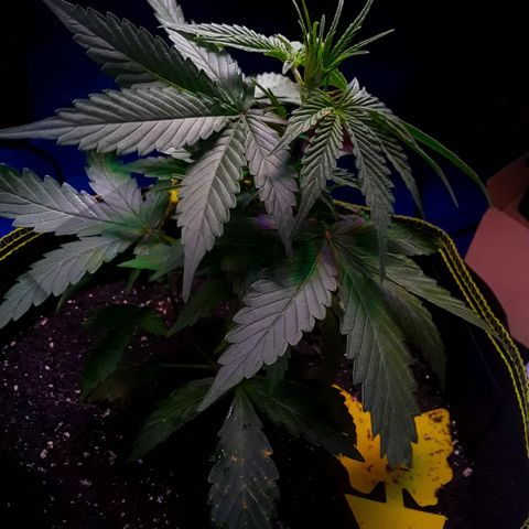 Gorilla Glue Auto  growlog timeline photo