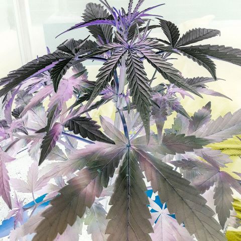 Girl Scout Cookies  growlog timeline photo