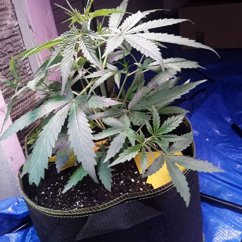 Girl Scout Cookies  growlog timeline photo
