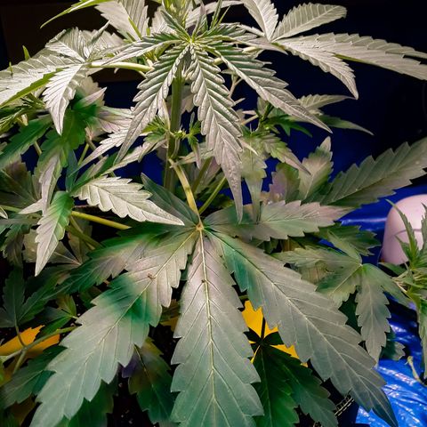 Girl Scout Cookies  growlog timeline photo