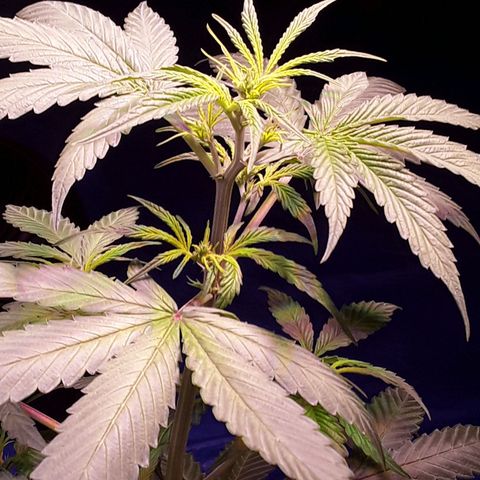 Gorilla Glue Auto  growlog timeline photo