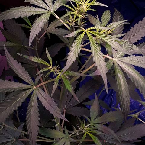 Girl Scout Cookies  growlog timeline photo