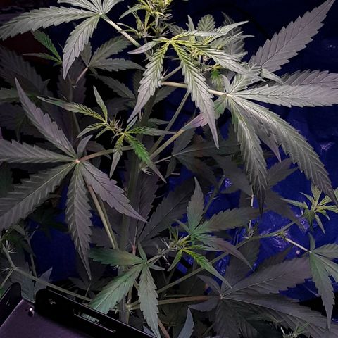 Girl Scout Cookies  growlog timeline photo