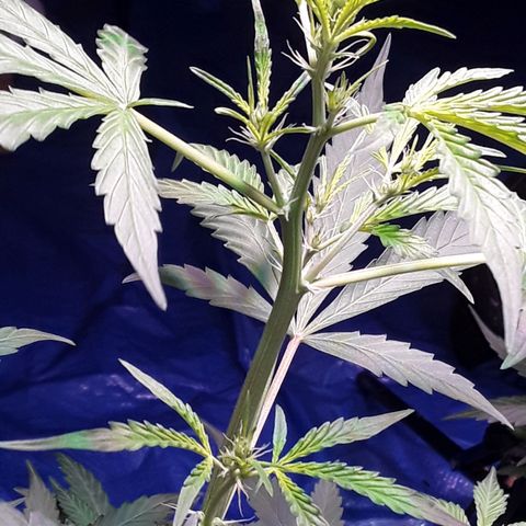 Girl Scout Cookies  growlog timeline photo