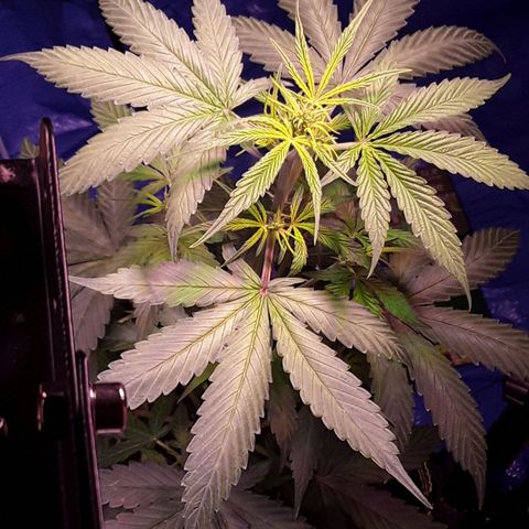 Gorilla Glue Auto  growlog timeline photo