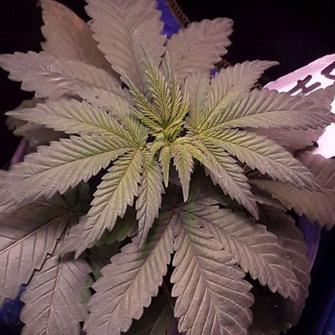 Bubba Haze  growlog timeline photo