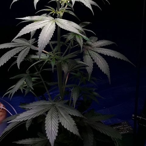 Gorilla Glue Auto  growlog timeline photo