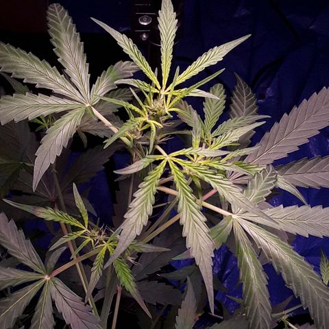 Girl Scout Cookies  growlog timeline photo