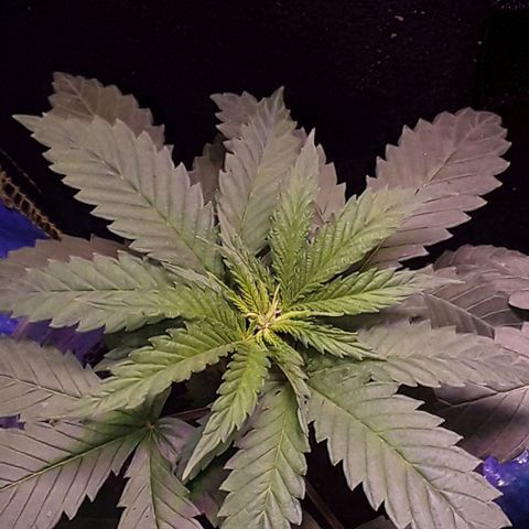 Kilimanjaro  growlog timeline photo