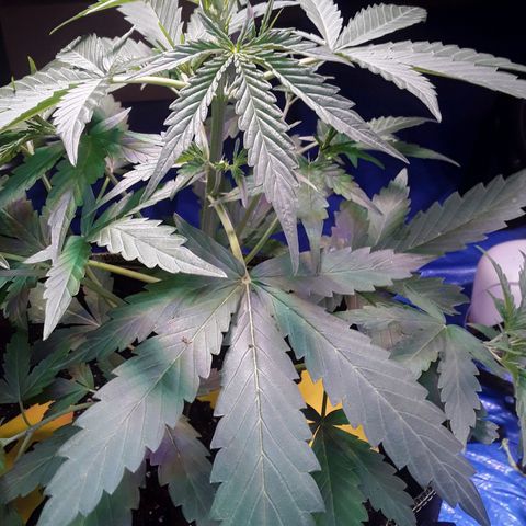 Girl Scout Cookies  growlog timeline photo
