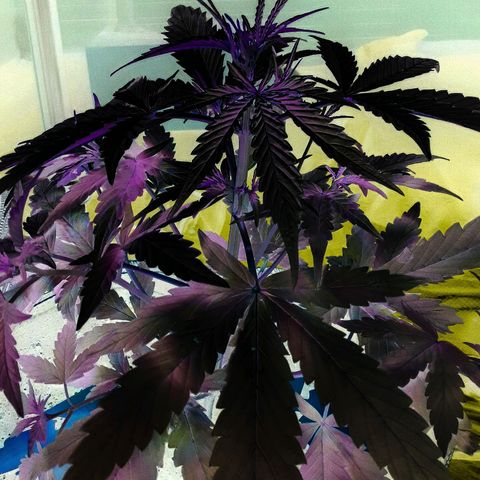 Girl Scout Cookies  growlog timeline photo