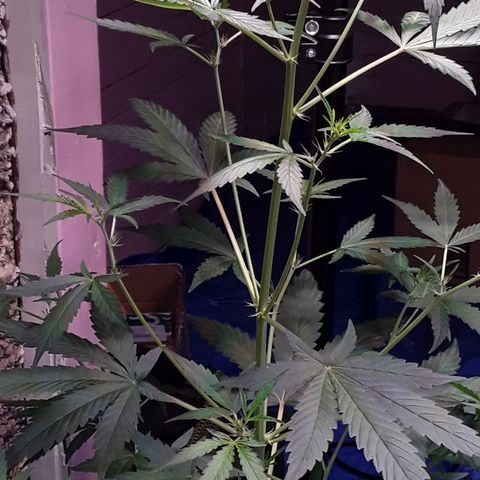 Girl Scout Cookies  growlog timeline photo