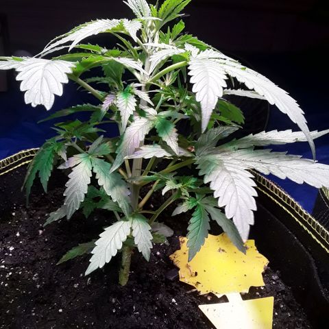 Girl Scout Cookies  growlog timeline photo