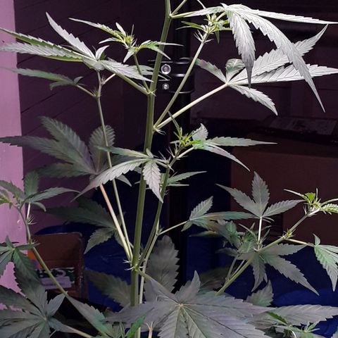 Girl Scout Cookies  growlog timeline photo