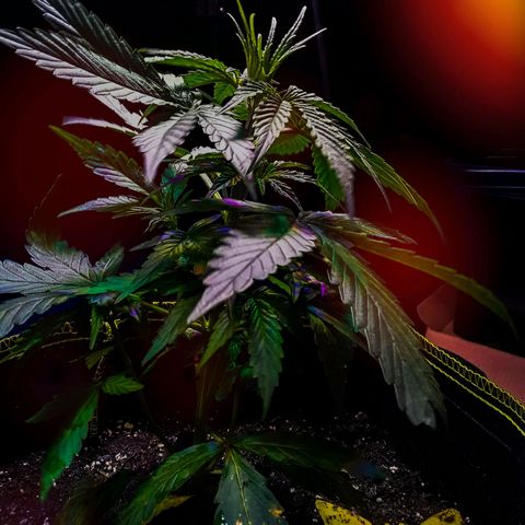 Gorilla Glue Auto  growlog timeline photo