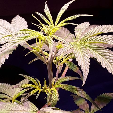 Gorilla Glue Auto  growlog timeline photo