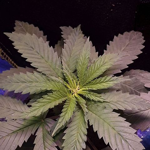 Kilimanjaro  growlog timeline photo