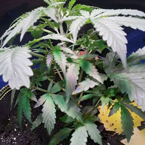 Girl Scout Cookies  growlog timeline photo