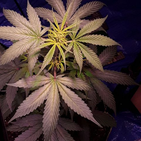 Gorilla Glue Auto  growlog timeline photo