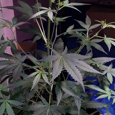 Girl Scout Cookies  growlog timeline photo