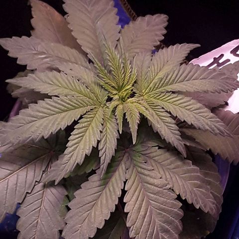 Bubba Haze  growlog timeline photo