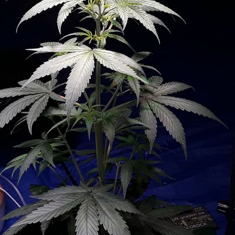 Gorilla Glue Auto  growlog timeline photo