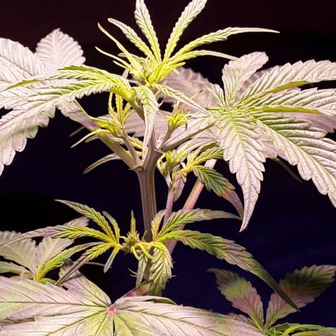 Gorilla Glue Auto  growlog timeline photo