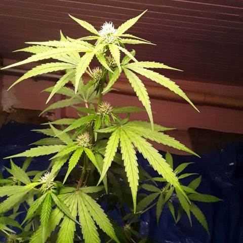 Gorilla Glue Auto  growlog timeline photo
