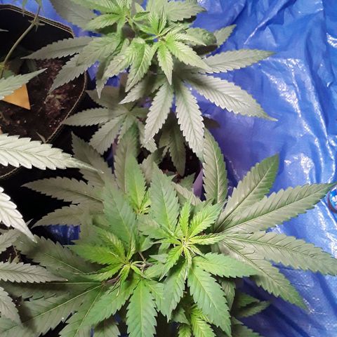 Kilimanjaro  growlog timeline photo