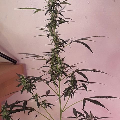 Girl Scout Cookies  growlog timeline photo