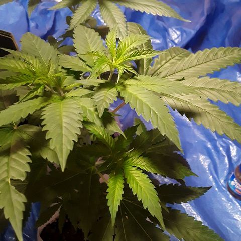 Bubba Haze  growlog timeline photo