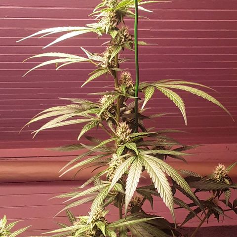 Gorilla Glue Auto  growlog timeline photo