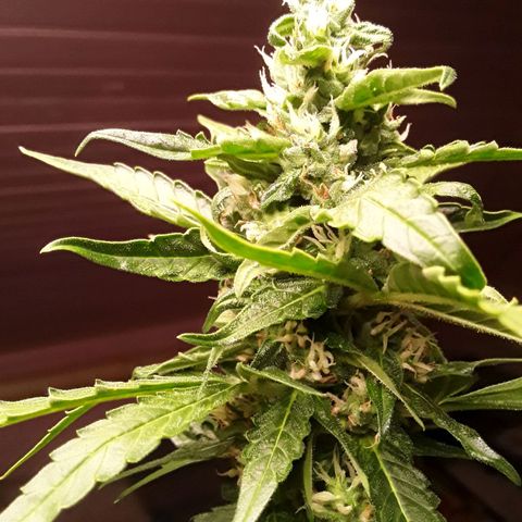 Gorilla Glue Auto  growlog timeline photo