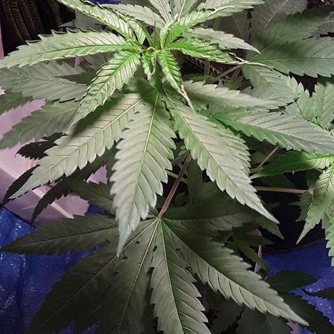Kilimanjaro  growlog timeline photo