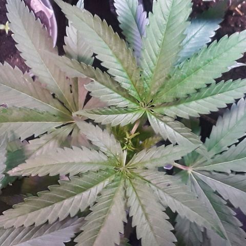 Kilimanjaro  growlog timeline photo