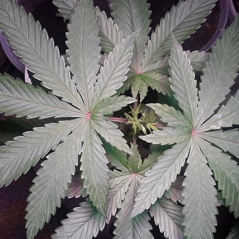 Bubba Haze  growlog timeline photo