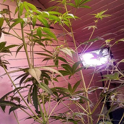 Girl Scout Cookies  growlog timeline photo