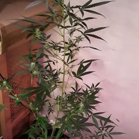 Girl Scout Cookies  growlog timeline photo