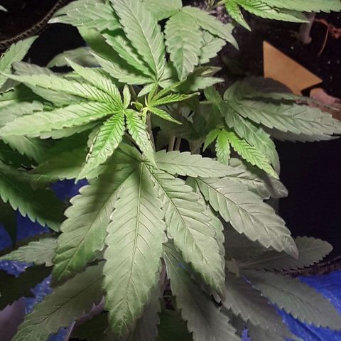 Bubba Haze  growlog timeline photo