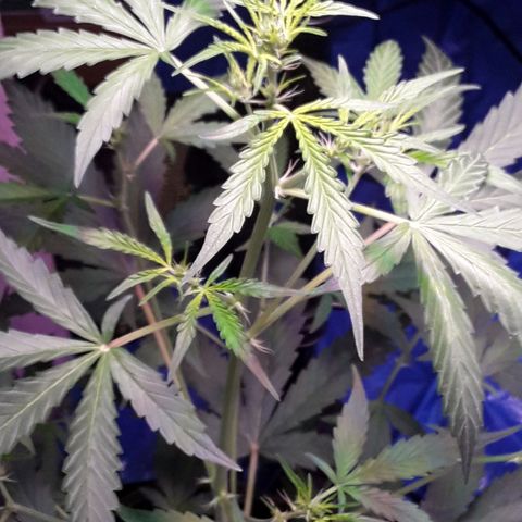 Girl Scout Cookies  growlog timeline photo