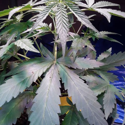 Girl Scout Cookies  growlog timeline photo