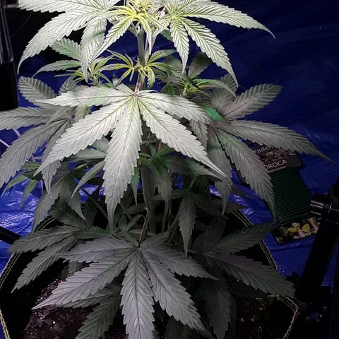 Gorilla Glue Auto  growlog timeline photo