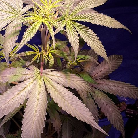 Gorilla Glue Auto  growlog timeline photo