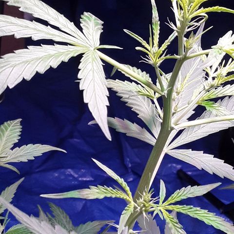 Girl Scout Cookies  growlog timeline photo