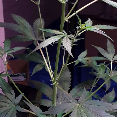 Girl Scout Cookies  growlog timeline photo