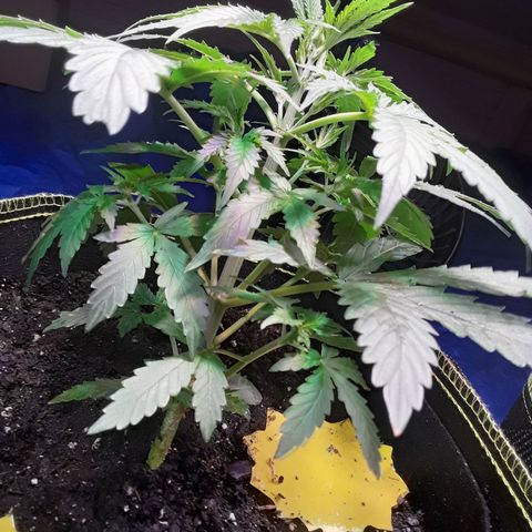 Girl Scout Cookies  growlog timeline photo