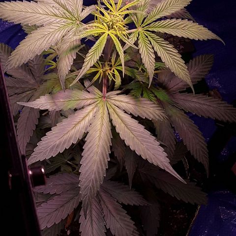 Gorilla Glue Auto  growlog timeline photo