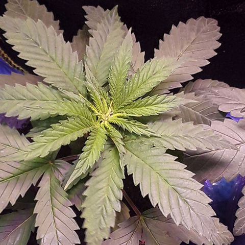 Kilimanjaro  growlog timeline photo
