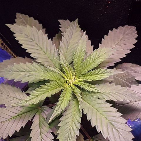 Kilimanjaro  growlog timeline photo